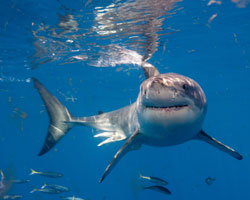 Expliquez-nous : les requins