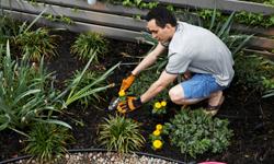 Expliquez-nous : le jardinage en hiver
