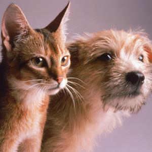 Portrait of a dog and cat © Daniel Fort/Getty Images