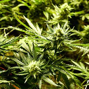 Caption: Marijuana at a dispensary and grow operation in northeast Denver. Colo.
Credit: © Ed Andrieski/AP