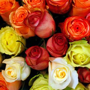 Roses are displayed in a flower shop © Herwig Prammer/Reuters