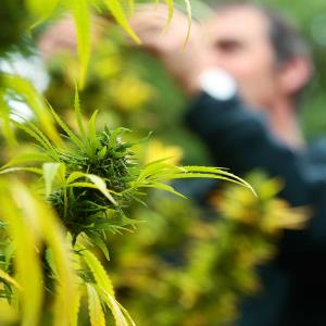 Hemp plant in France (c) PATRICE MAGNIEN/20 MINUTES/SIPA/