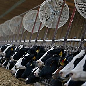 Credit: Jim Young/Reuters
Caption: A worker looks over cows feeding in a free-stall barn