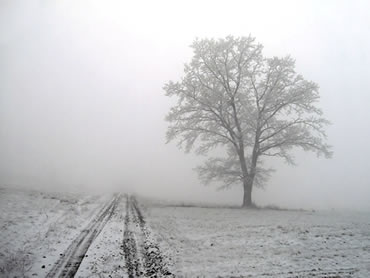 Lonely tree in the fog by KkostekK 