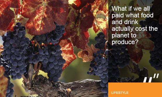 Wine grapes on the vine (Image (c) Getty Images)