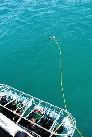 White Shark Dive