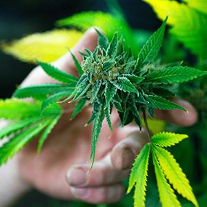 A fully budded marijuana plant at the Botanacare marijuana store in Northglenn, Colo. © Rick Wilking/Reuters