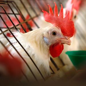 A caged hen feeds at an egg farm in San Diego County
© Mike Blake/Reuters