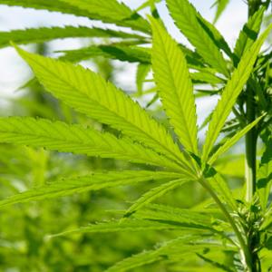 Credit: © ideeone/E+/Getty Images
Caption: Hemp plants