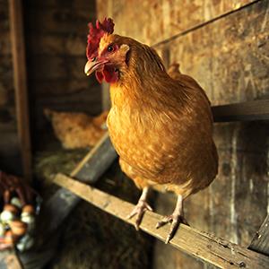 A chicken rest in a backyard coop in La Porte, Colo. © Joe Amon/The Denver Post via Getty Images