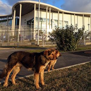 Two stray dogs stand in front of the Main Olympic Media Center in Alder, Russia
© Michael Heiman/Getty Images