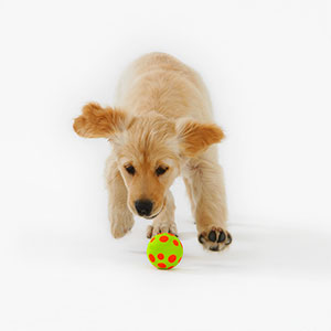 Dog © Russell Glenister, image100, Corbis